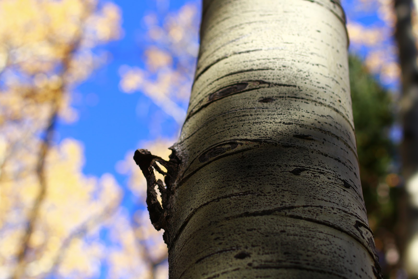 Lockett Meadow Campground
