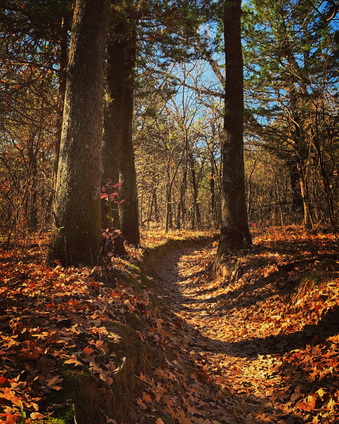 Lake Arcadia Central St Park