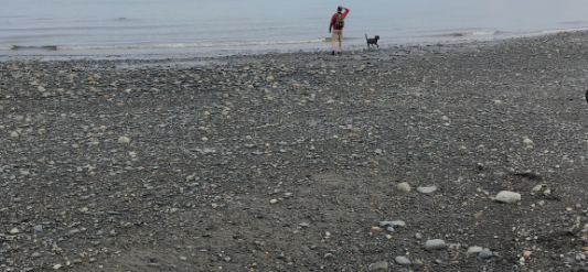 Coho Campground - Anchor River SRA