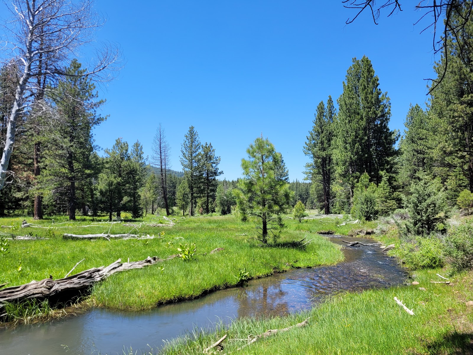 Lassen Creek Campground