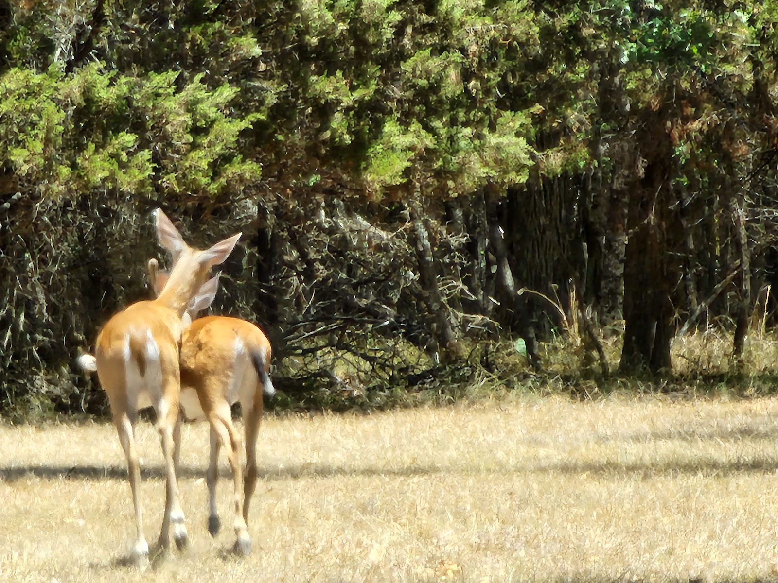 Cedron Creek Camping