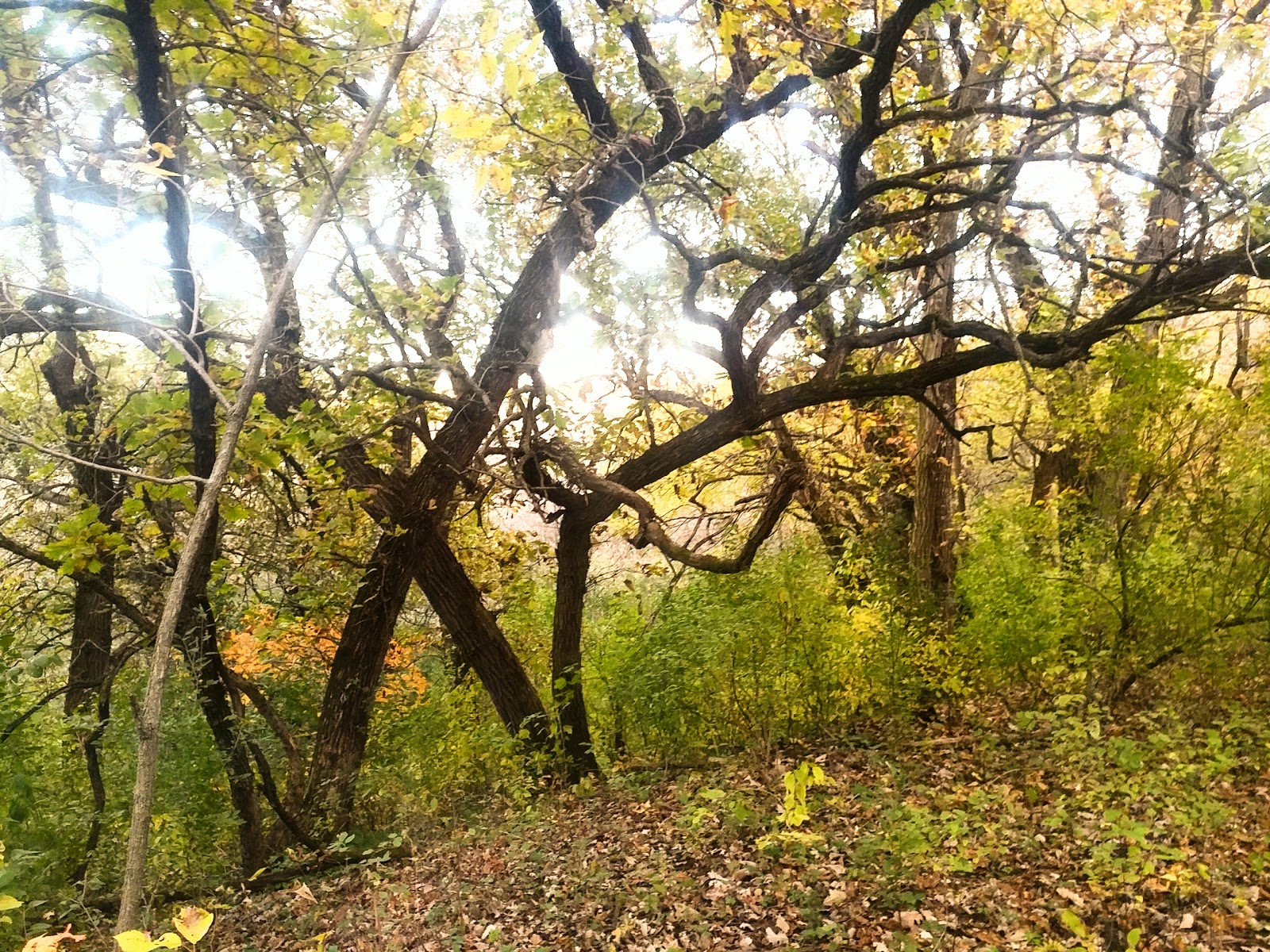Main Camp - Union Grove State Park