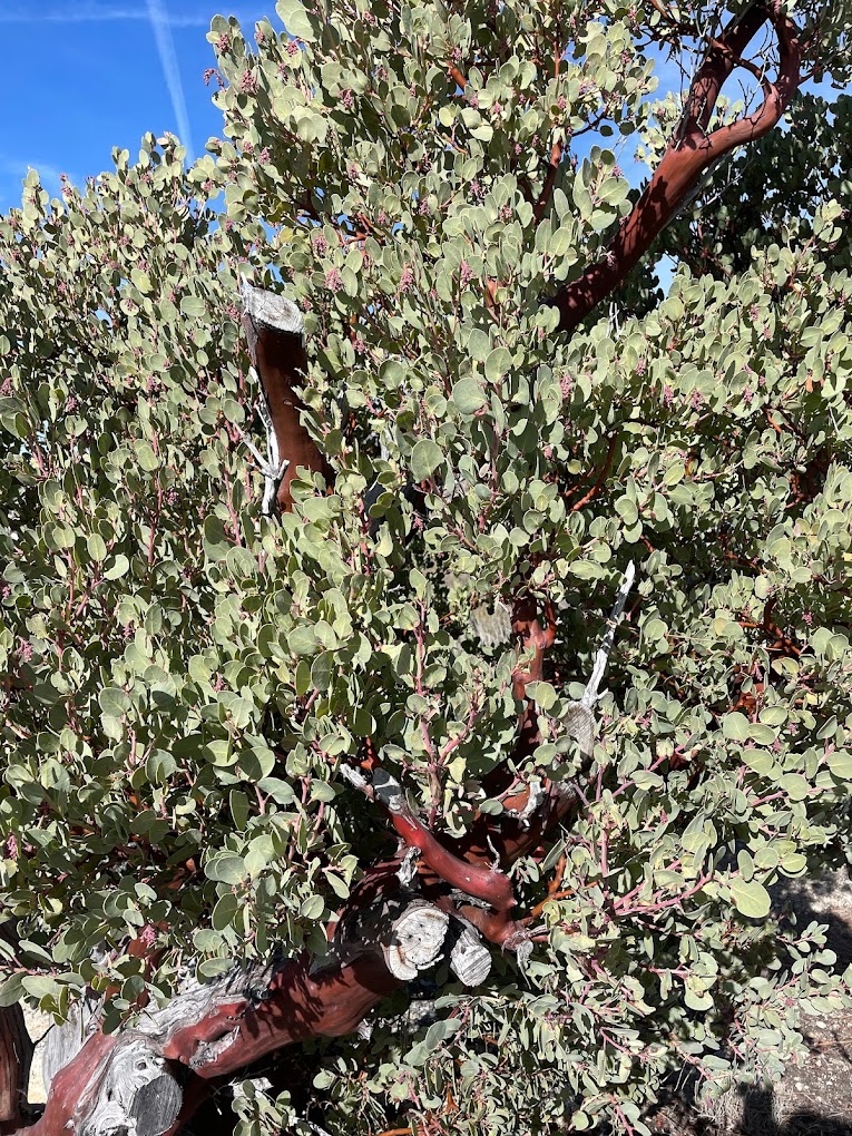 Coulter Group Campground