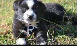 Diamond R Ranch and Resort LLC