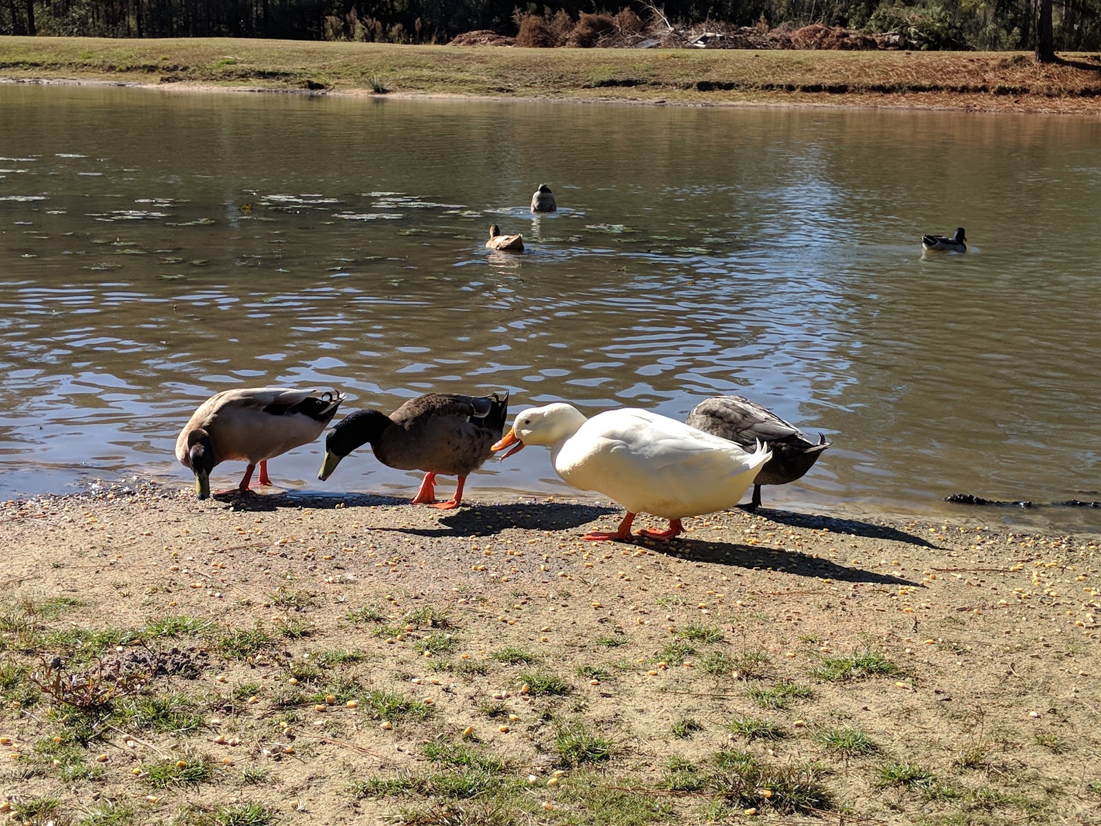 Sugar Mill Plantation RV Park