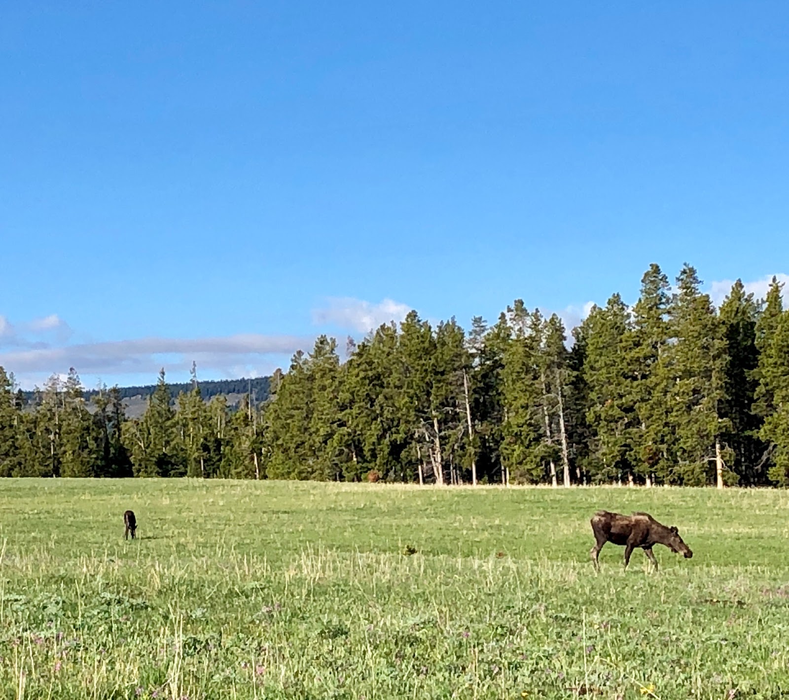 North Tongue Campground