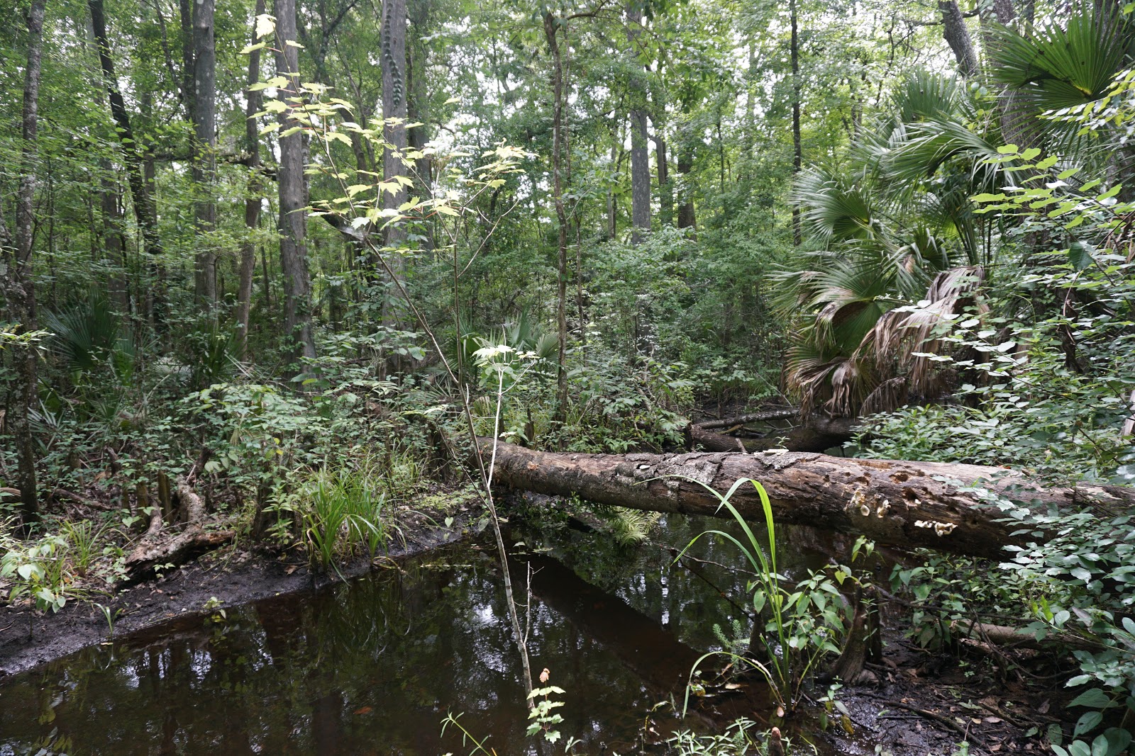 Shady Brook RV Resort