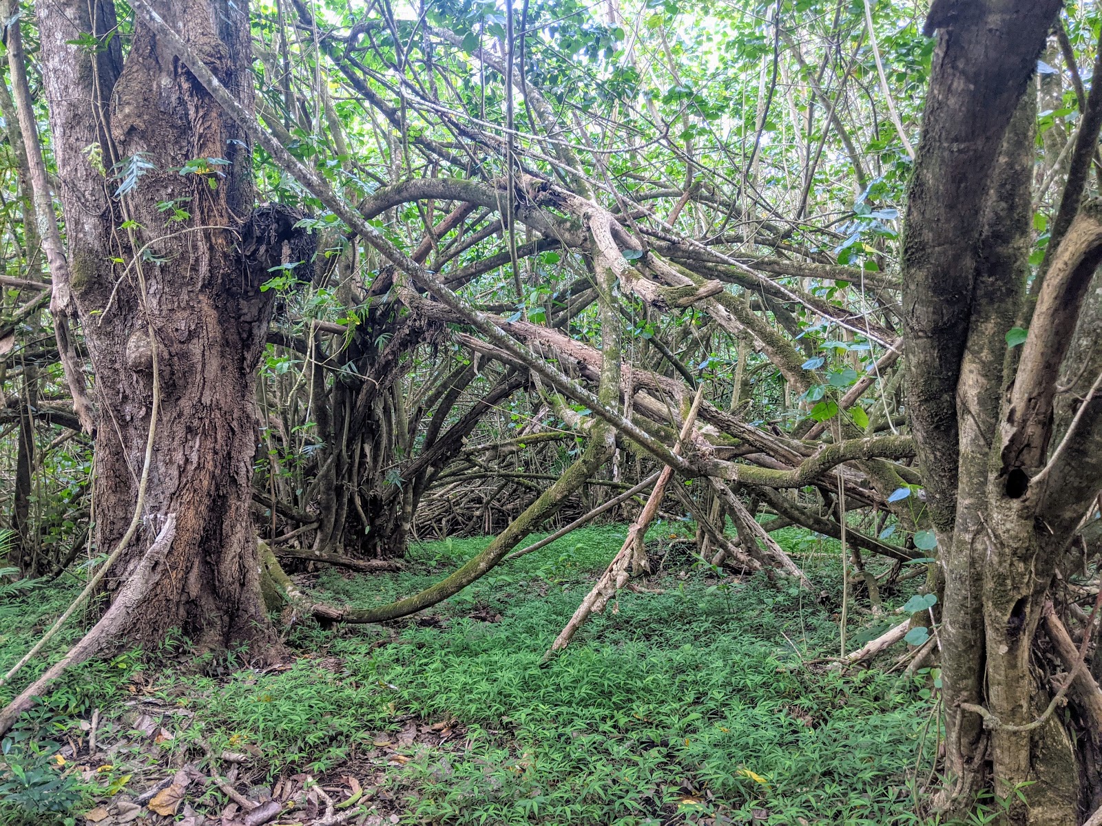 Waimano Valley / Ridge Trail Head