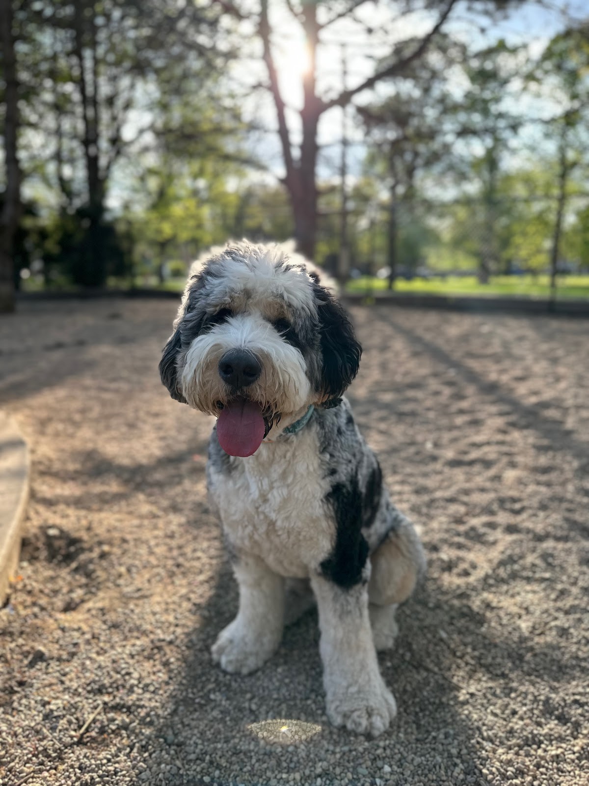 Norwood Park Dog Park