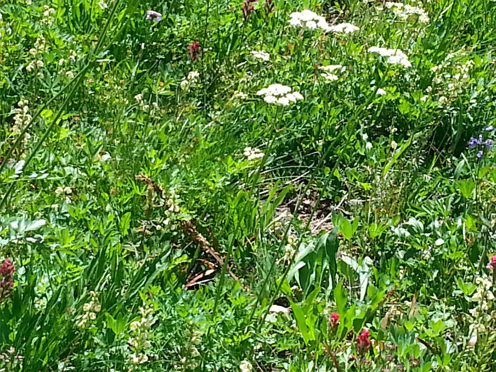 Sunshine Point Campground