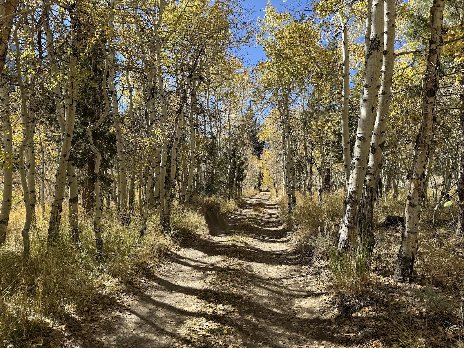 Lundy Canyon Campground
