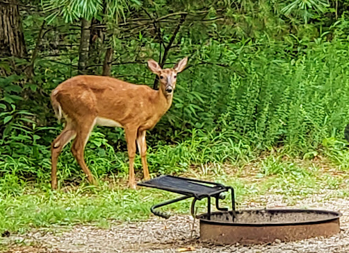 Cades Cove Campground