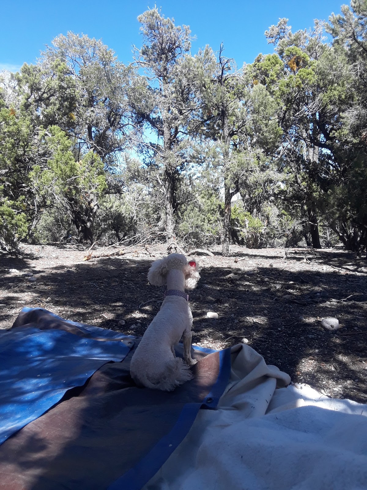 Blue Tree Group Camp