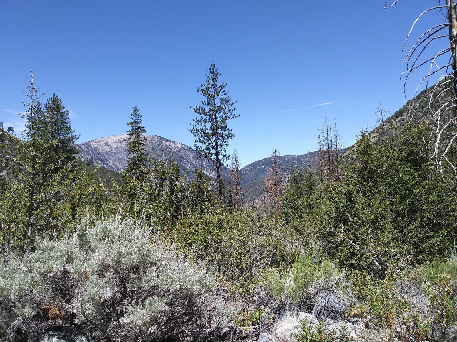 Cabin Flat Campground