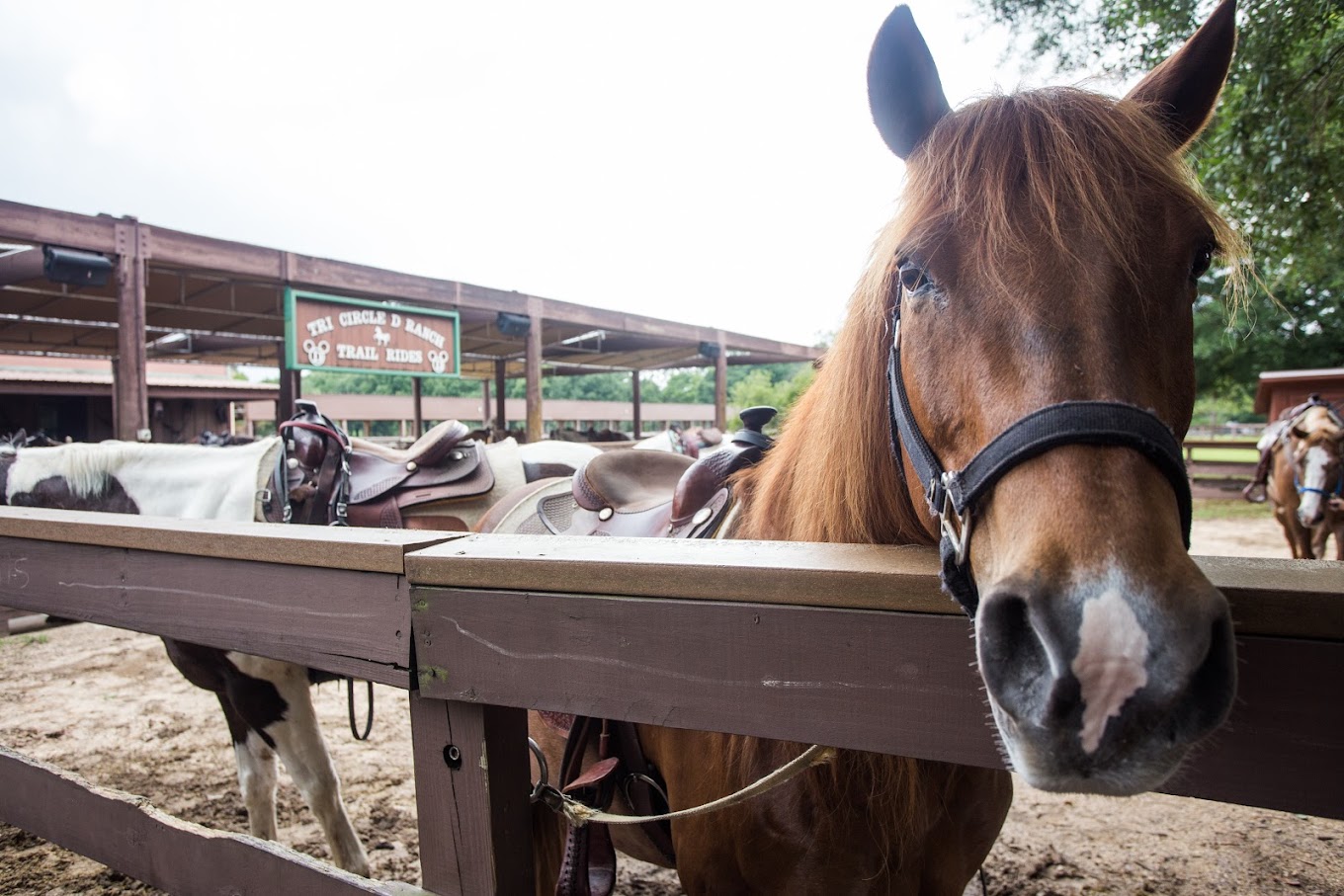 Disney's Fort Wilderness Resort