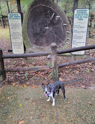 Mississippi Petrified Forest