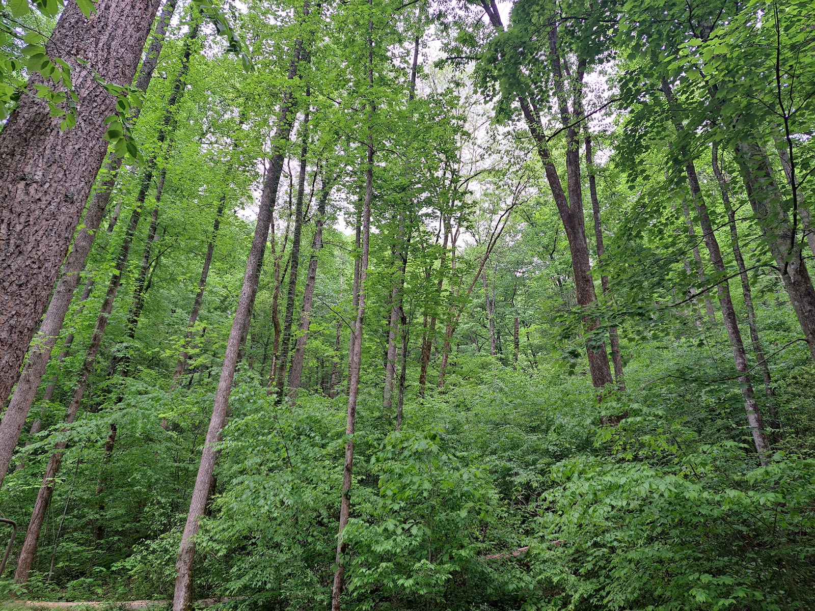 Curtis Creek NF Campground