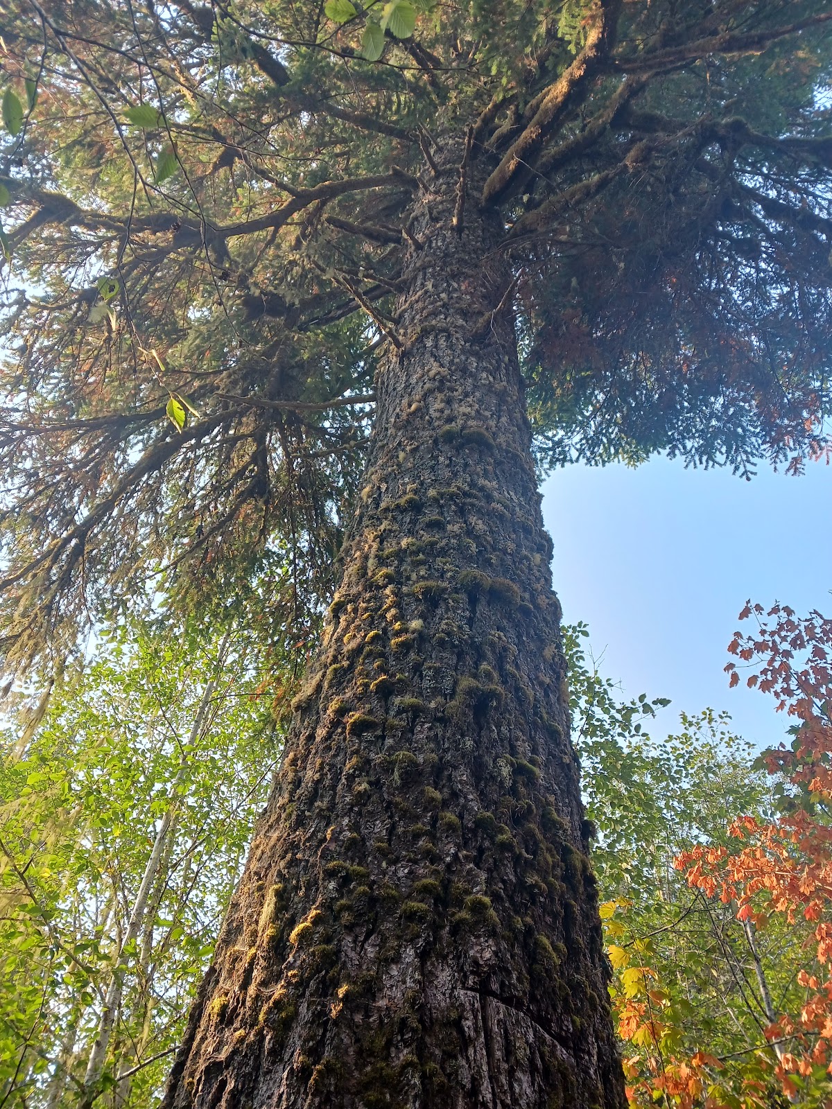 Red Bridge Campground