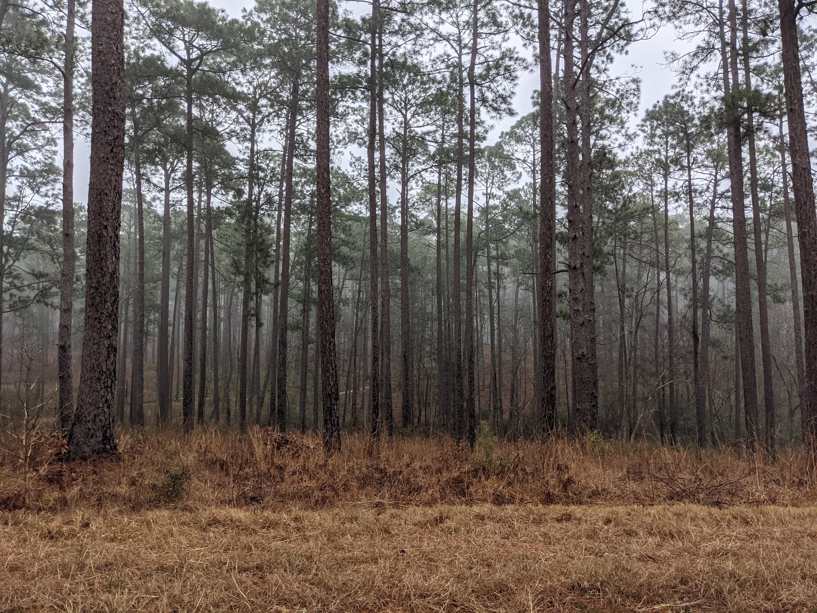 Boykin Springs NF Campground