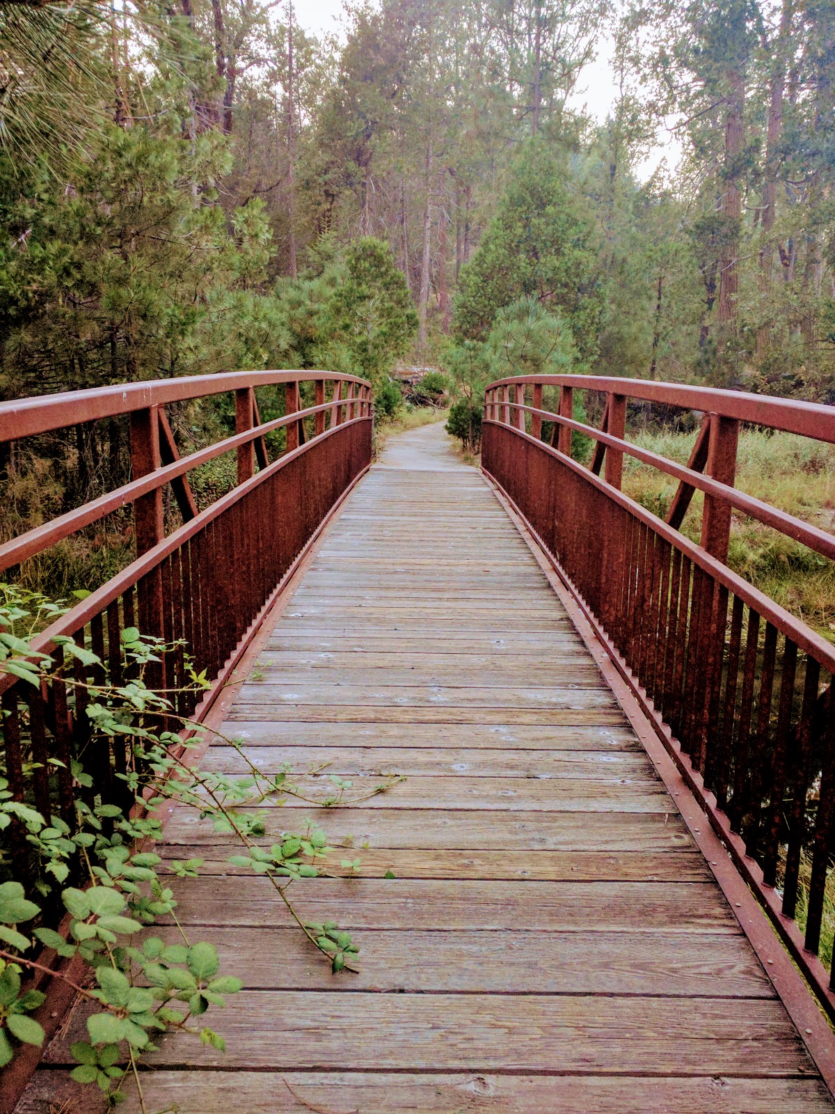 Forks Campground (Sierra)