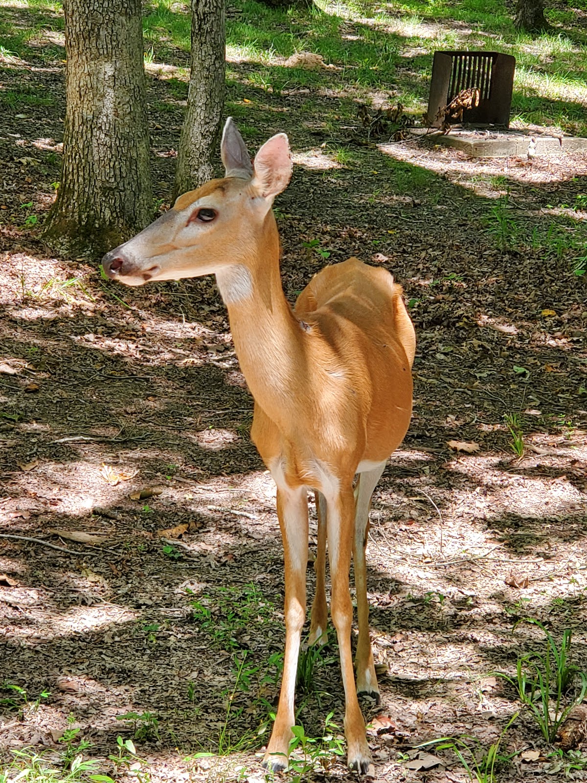 Mammoth Picnic Shelters