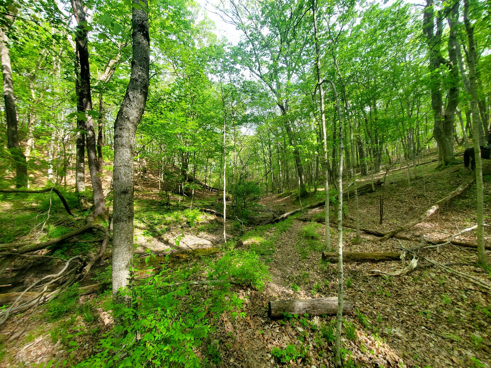 Blake Lowry Campground at Lake Lou Yaeger