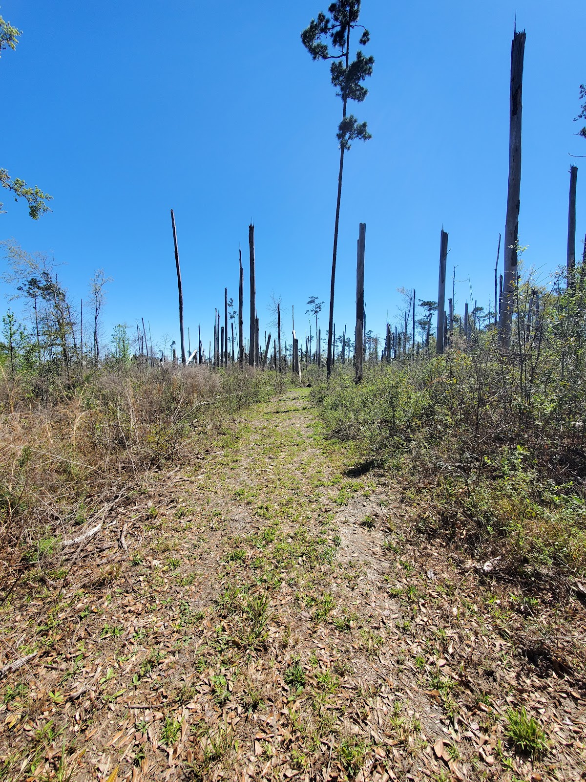 Three Rivers State Park