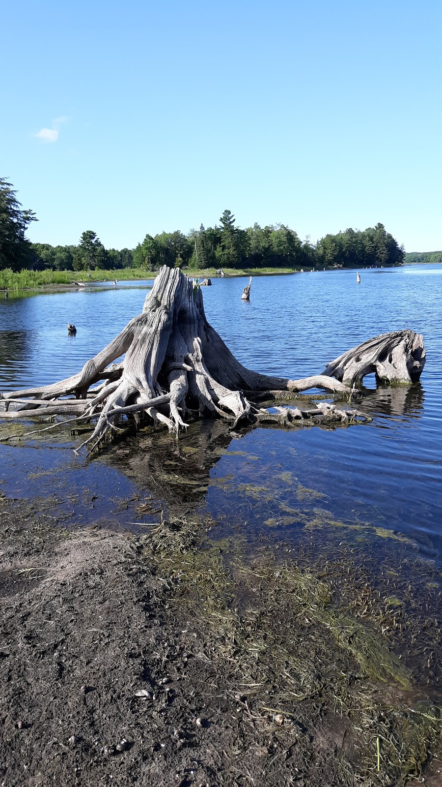 Forest Lake SF Campground