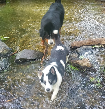 Old Cedar Campground