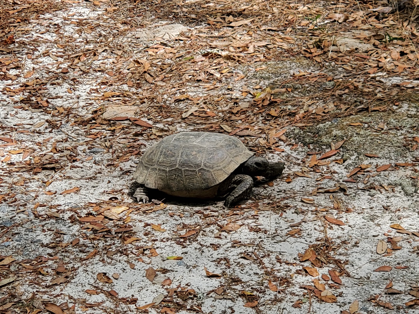 General Coffee State Park Campground