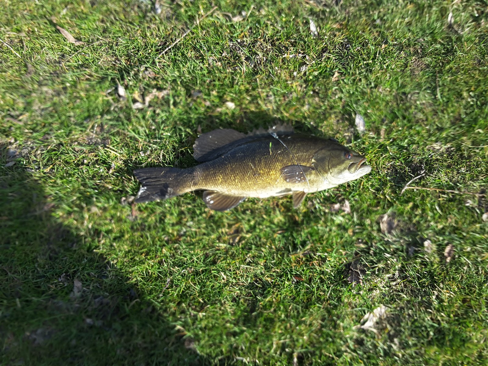 Bears Sleepy Hollow Park