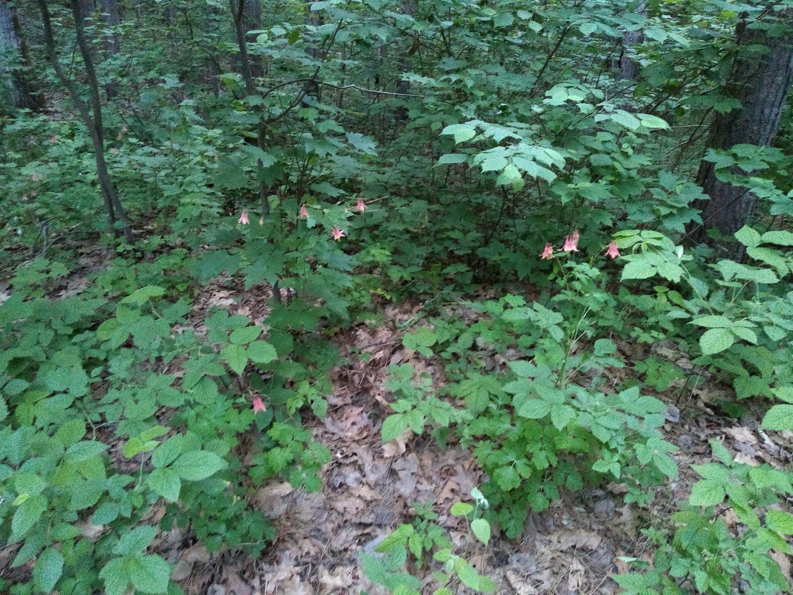 Bagley Rapids NF Campground
