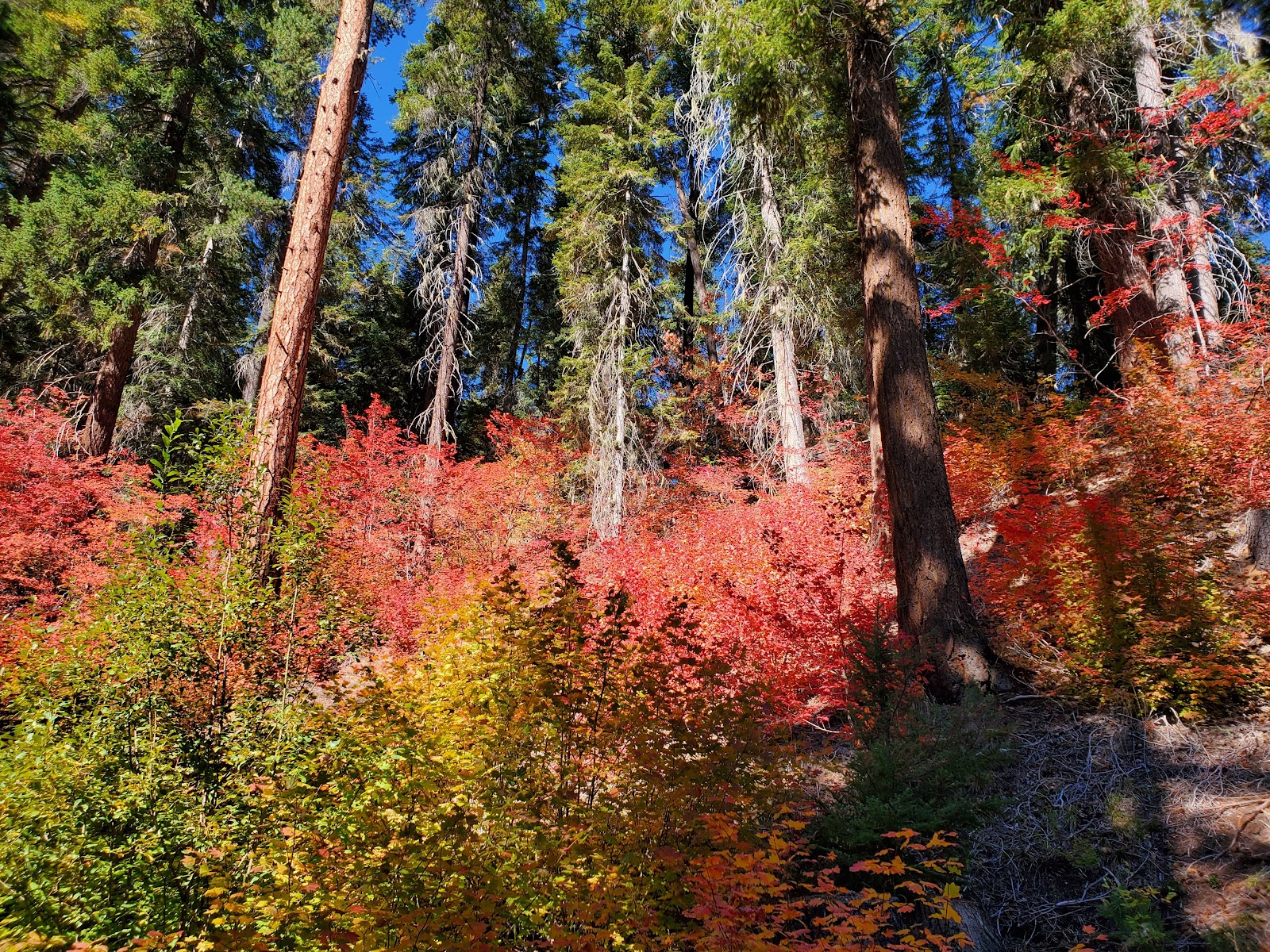 Meadow Creek Campground