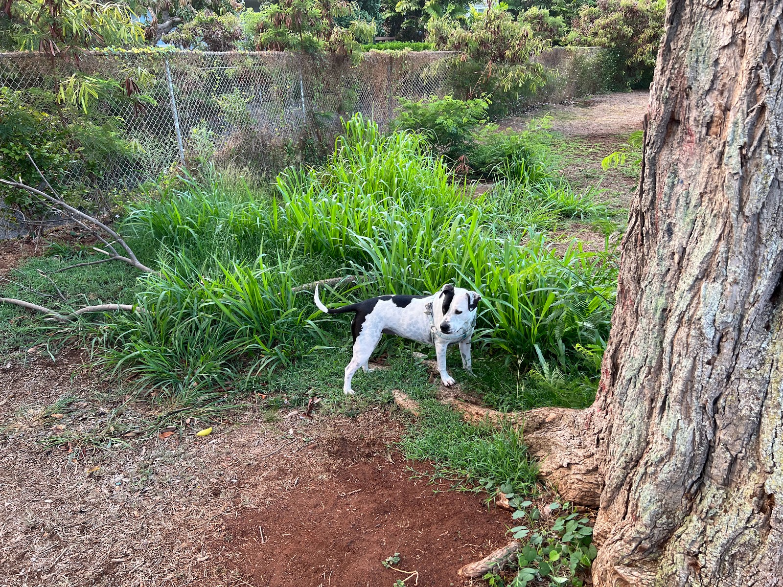 Wilson Community Park