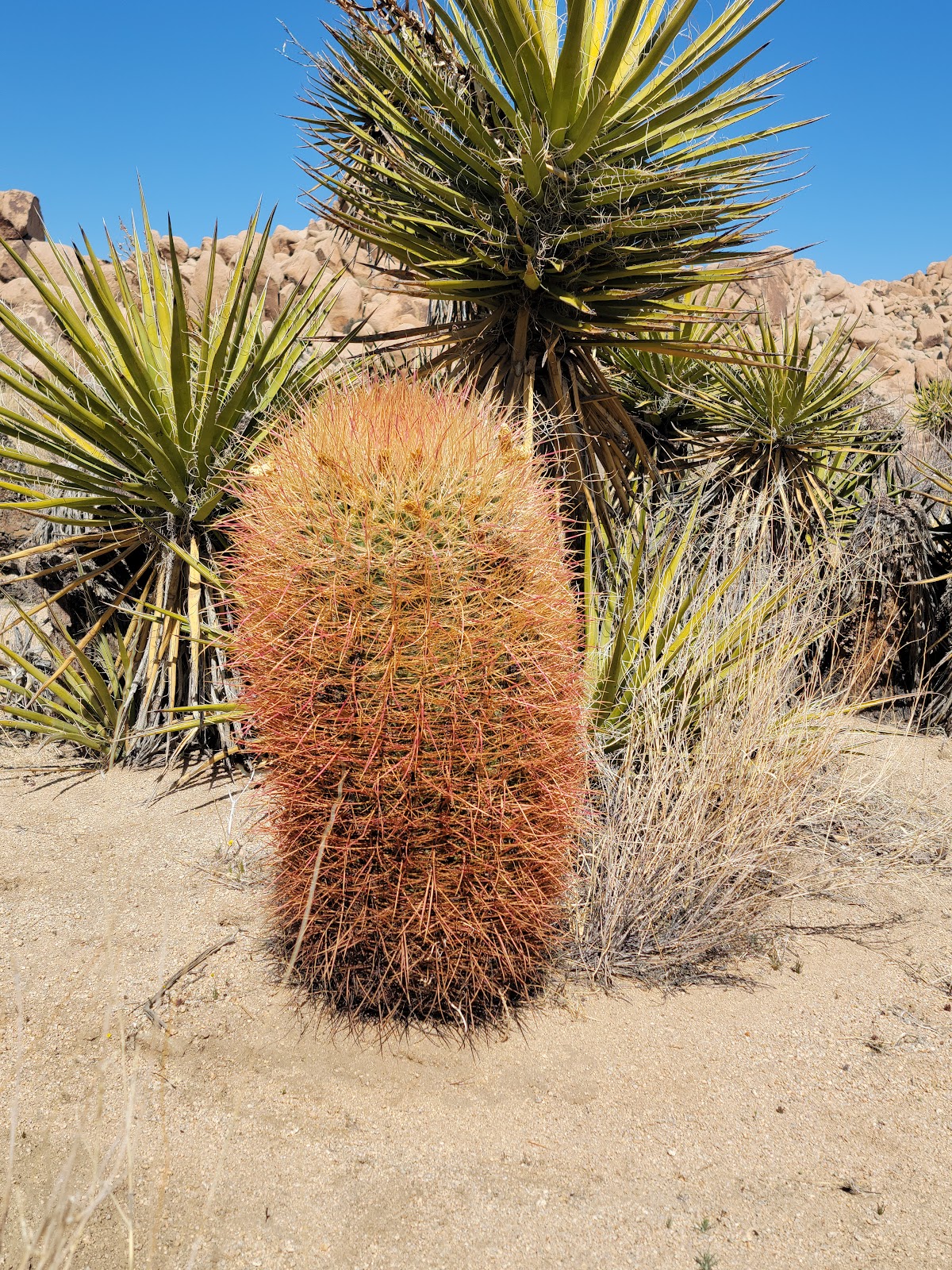 Indian Cove Campground