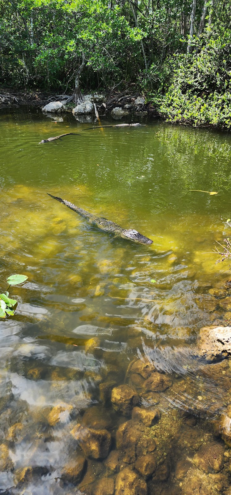 Pinecrest Group Campground - Big Cypress National