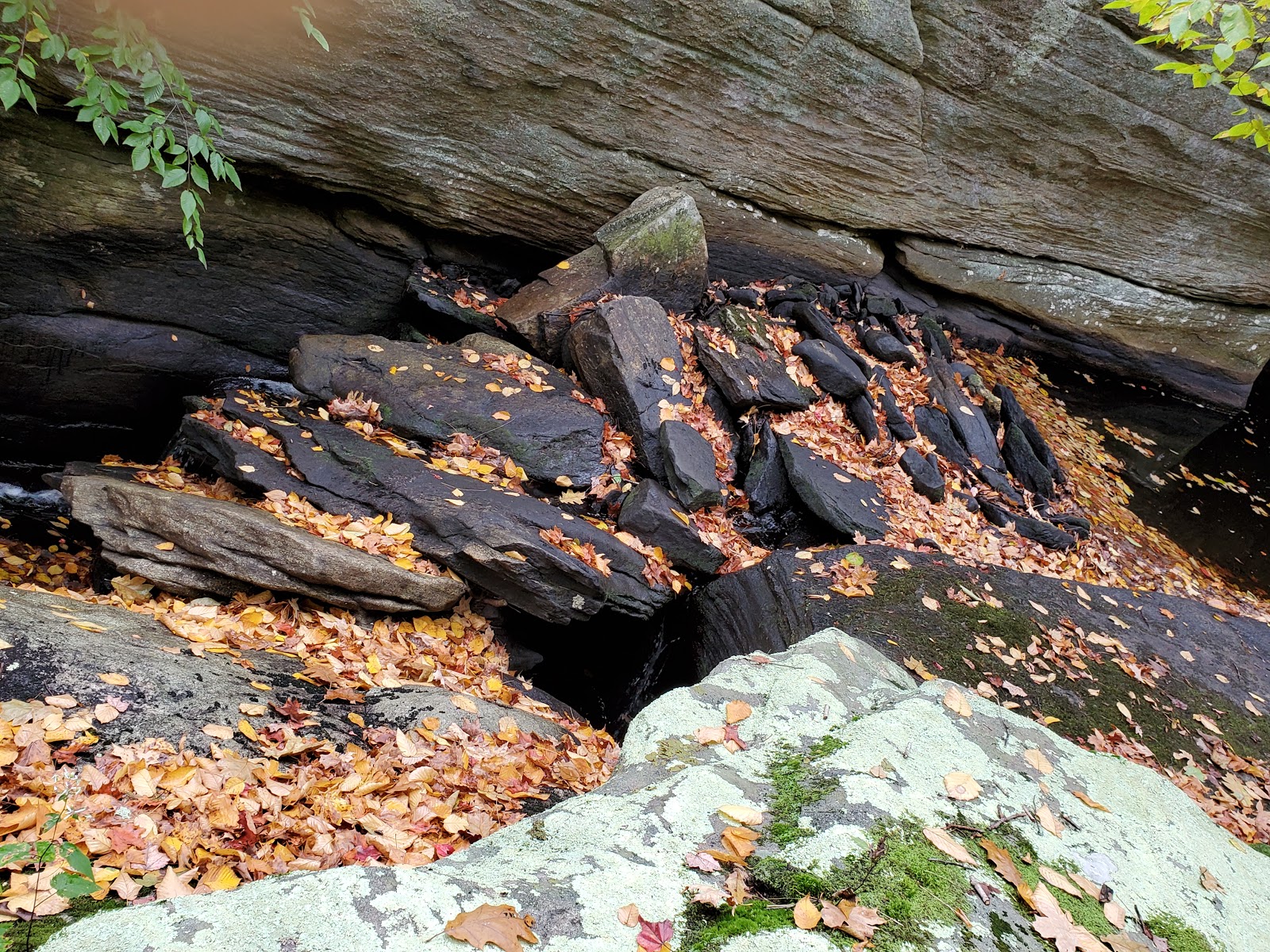 Cockaponset State Forest