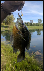 Junius Ponds Cabins and Campgrounds