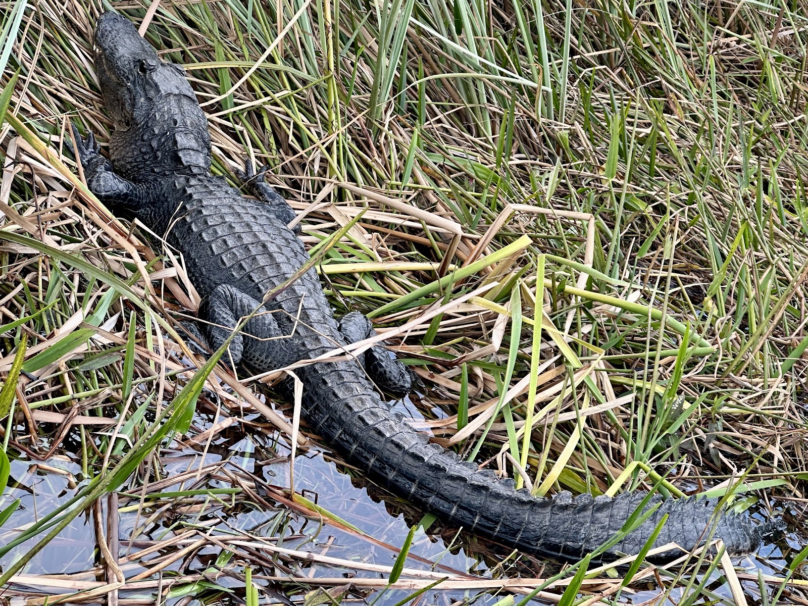 Backcountry Willy Willy - Everglades National Park