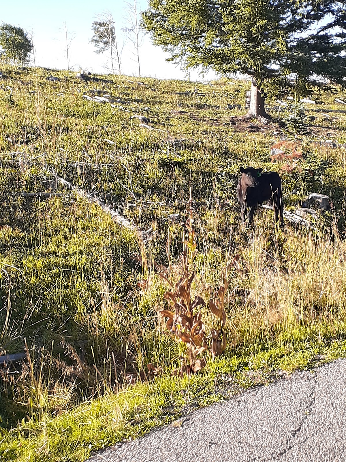 Canjilon Lakes Campground