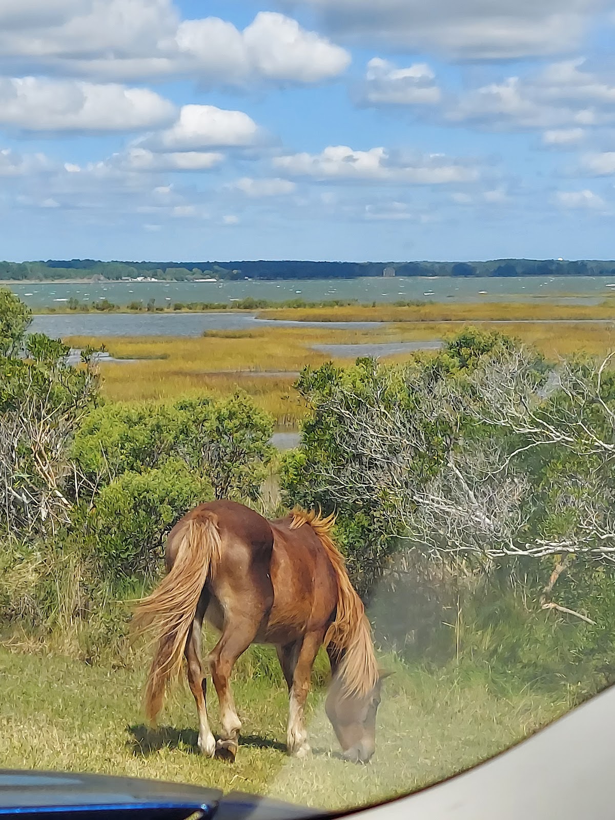 Bayside - Assateague Island National Seashore