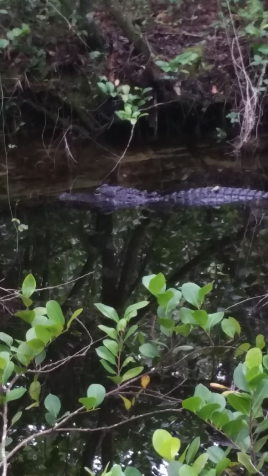 Pinecrest Group Campground - Big Cypress National