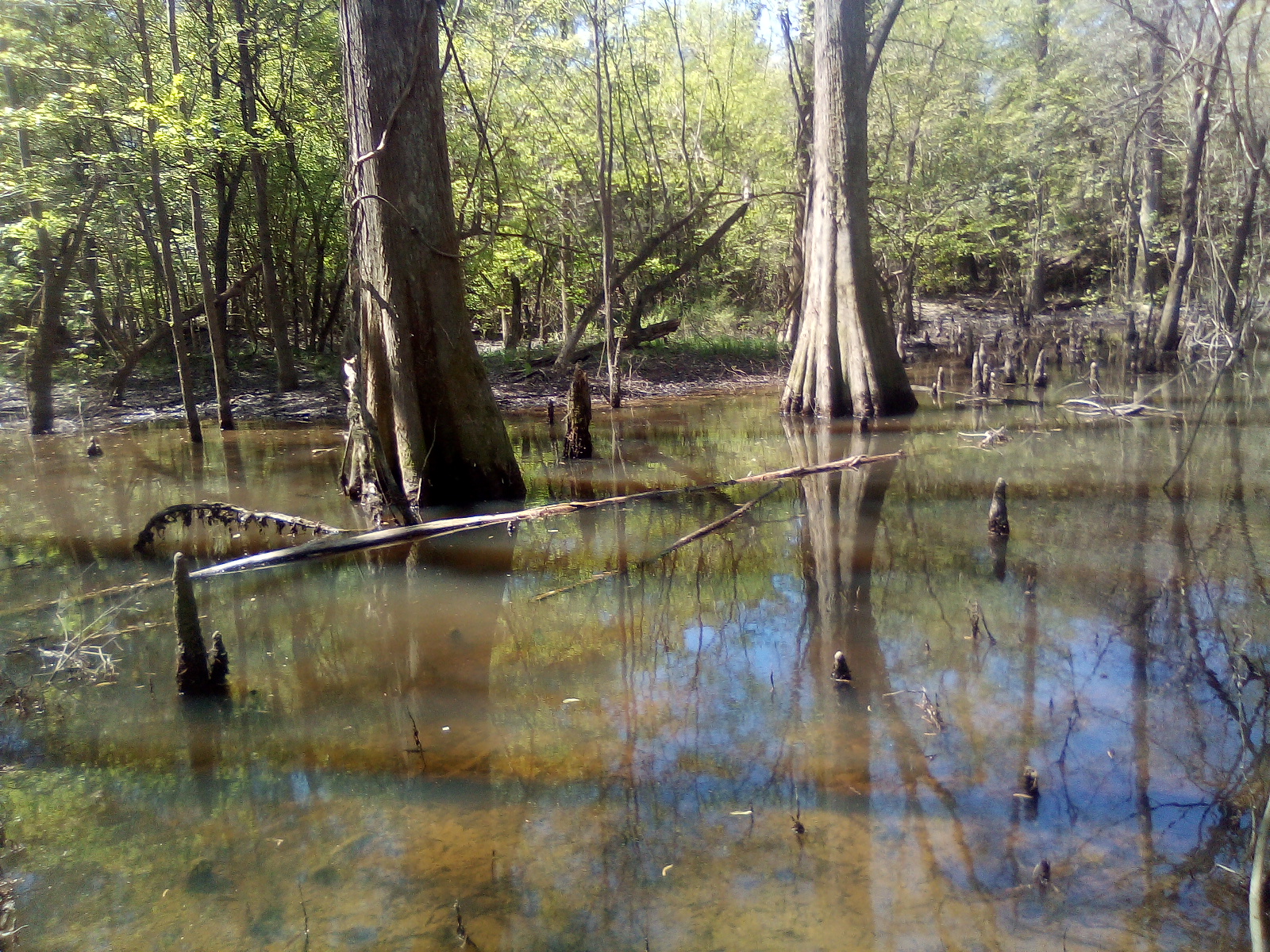 Moodys Landing NF Campground