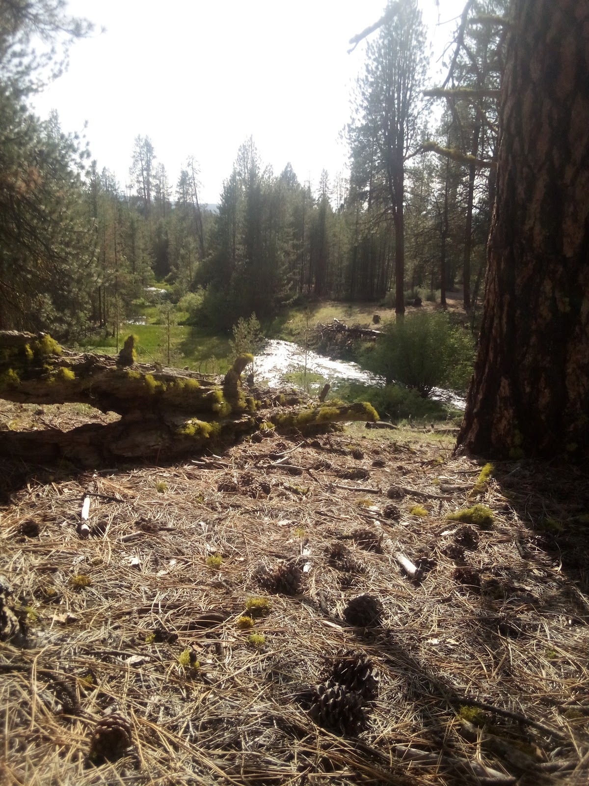 Head Of The River Forest Camp