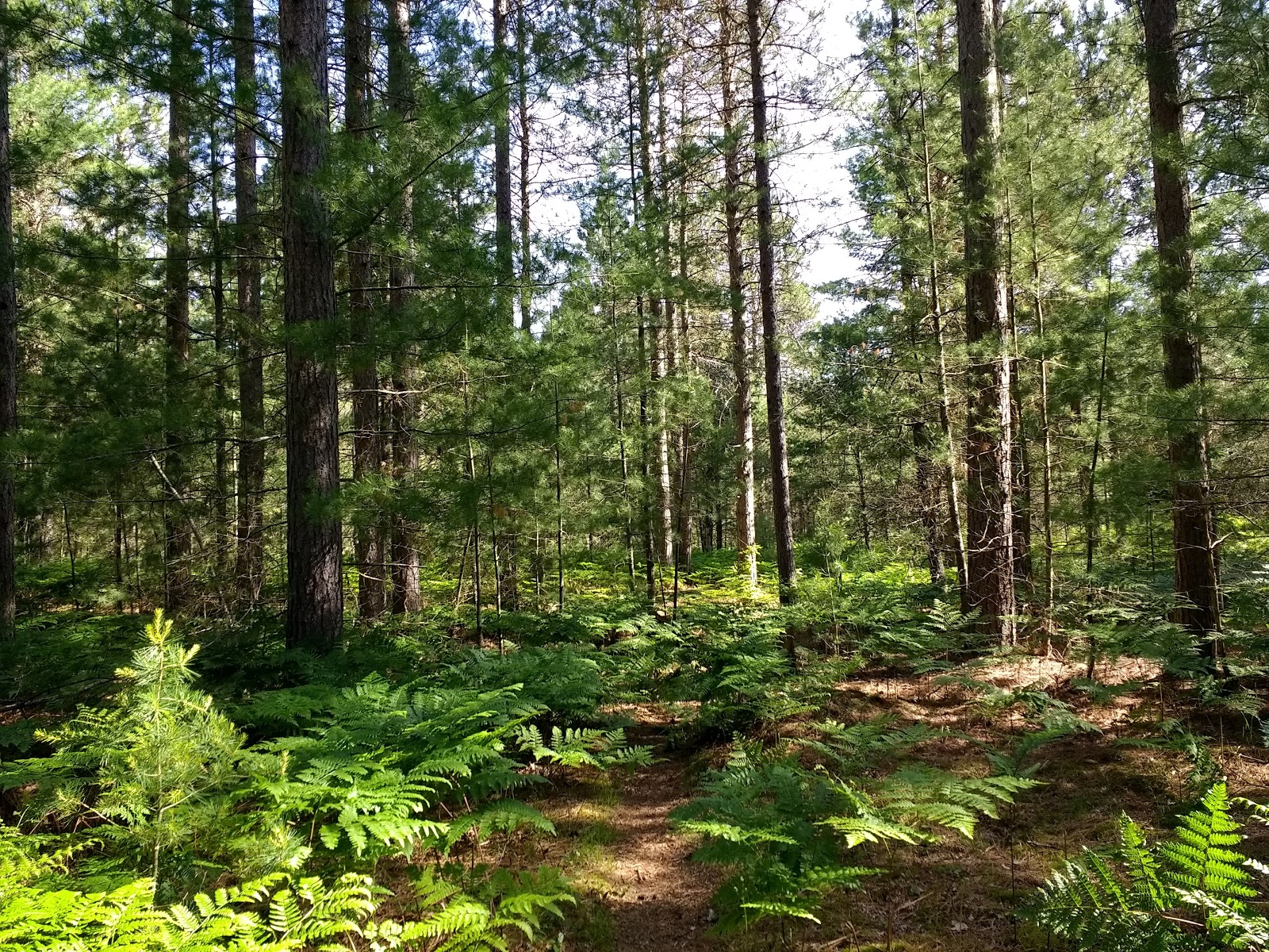 Pigeon River SF Campground