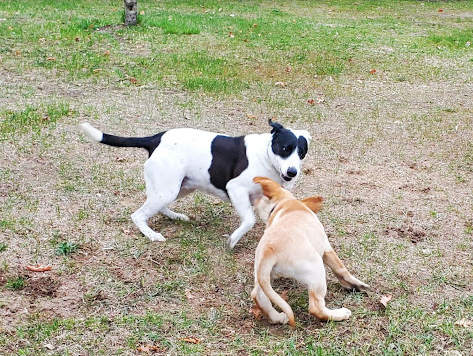 Kestelwoods Campground