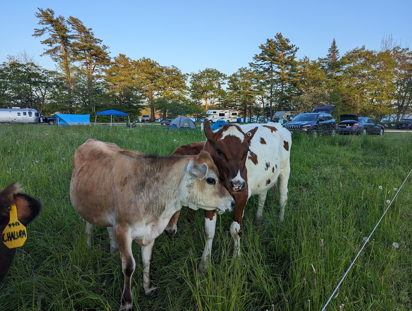Recompence Shore Campsites