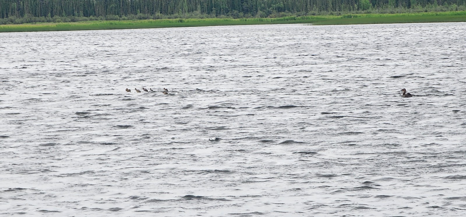 Lakeview Campground - Tetlin National Wildlife Refuge