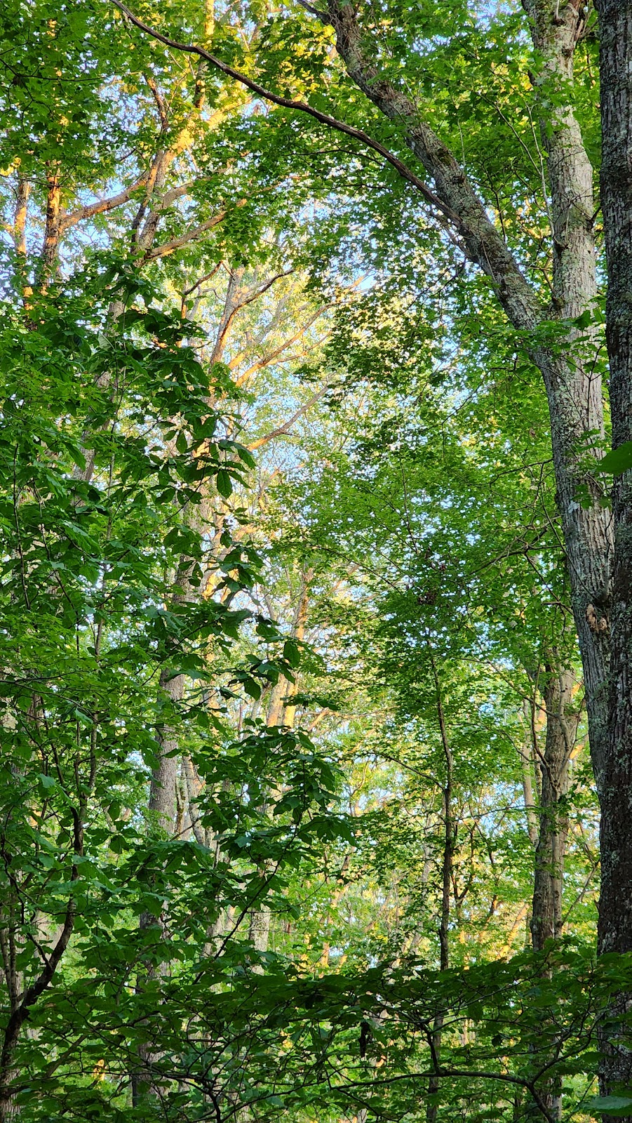 Bishop Knob NF Campground