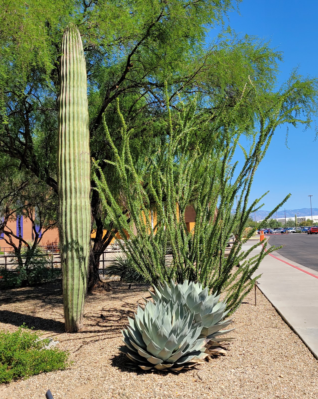 Desert Diamond: Nogales Highway